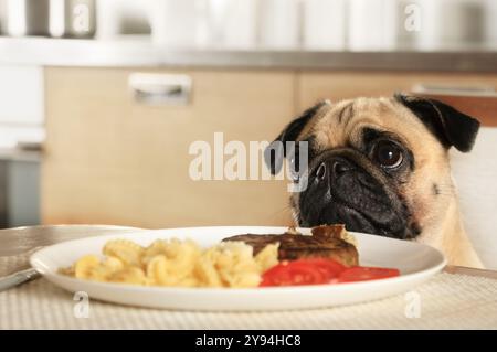 Cucciolo di razza pura seduto al tavolo su cui giace un piatto con una cotoletta Foto Stock