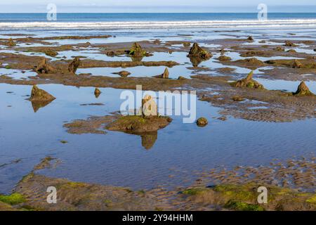 La Foresta di Borth Petrifed si è formata circa 5000 anni fa e può essere vista con la bassa marea. Ceppi di alberi, radici e alcuni tronchi caduti sono chiaramente visibili. Foto Stock