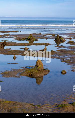 La Foresta di Borth Petrifed si è formata circa 5000 anni fa e può essere vista con la bassa marea. Ceppi di alberi, radici e alcuni tronchi caduti sono chiaramente visibili. Foto Stock