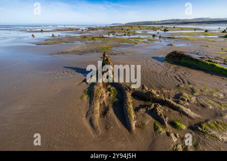 La Foresta di Borth Petrifed si è formata circa 5000 anni fa e può essere vista con la bassa marea. Ceppi di alberi, radici e alcuni tronchi caduti sono chiaramente visibili. Foto Stock