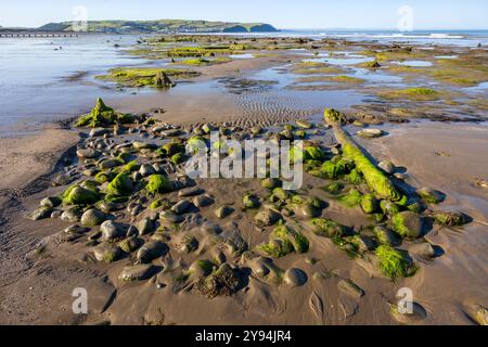 La Foresta di Borth Petrifed si è formata circa 5000 anni fa e può essere vista con la bassa marea. Ceppi di alberi, radici e alcuni tronchi caduti sono chiaramente visibili. Foto Stock