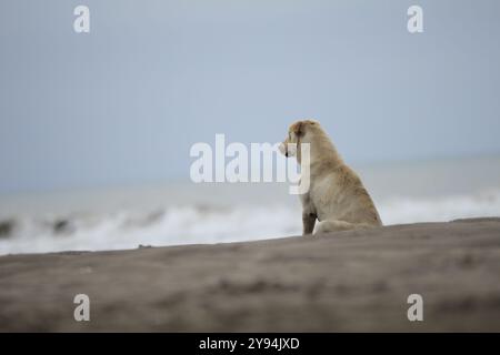 Cane solitario seduto sulla spiaggia che guarda al mare, tranquillo e sereno vista sul mare. Foto Stock