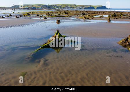 La Foresta di Borth Petrifed si è formata circa 5000 anni fa e può essere vista con la bassa marea. Ceppi di alberi, radici e alcuni tronchi caduti sono chiaramente visibili. Foto Stock