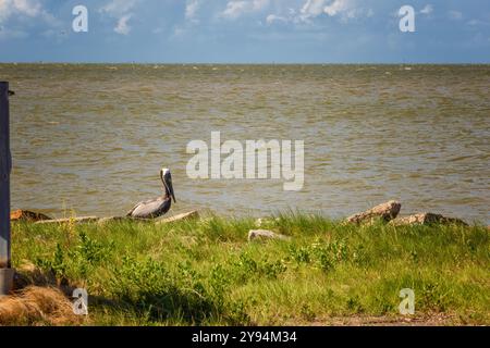 Un Pelican marrone solitario si trova sul bordo del golfo sulla Texas City Dike, a Texas City, Texas, Stati Uniti Foto Stock