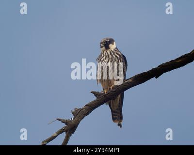 Hobby arroccato su una filiale [ falco subbuteo ] a Slimbridge WWT, Gloucestershire UK Foto Stock