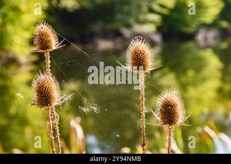 Dipsacus fullonum, cardo secco con ragnatela sullo sfondo delle acque del lago Foto Stock