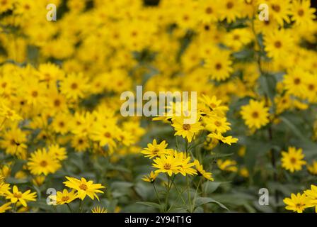 Carciofo di Gerusalemme, fiori di elianthus tuberosus nel prato, primo piano. Fioritura piena in autunno. Sfondo naturale, carta da parati. Trencin, Slovacchia Foto Stock