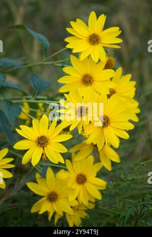 Carciofo di Gerusalemme, fiori di elianthus tuberosus nel prato, primo piano. Fioritura piena in autunno. Sfondo naturale, carta da parati. Trencin, Slovacchia Foto Stock