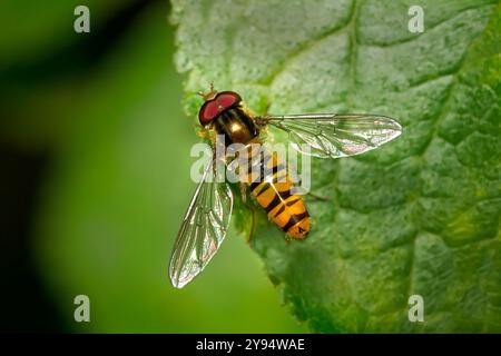 Marmellata hoverfly (Episyrphus balteatus) dorsale maschile sul bordo di una foglia verde Foto Stock