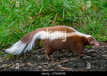 Skunk stried (Mephitis mephitis) mutazione marrone/color crema, originaria del Canada meridionale, degli Stati Uniti e del Messico settentrionale Foto Stock