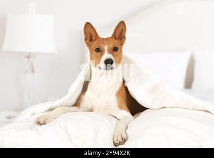 I cani allevano Basenji sdraiati sul letto coperto da una coperta nella camera da letto Foto Stock