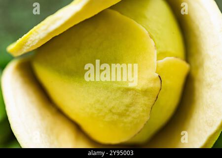 Foto macro di alta qualità per catturare i dettagli più complessi della bellezza naturale. Perfetto per gli amanti della natura e della botanica. Foto Stock