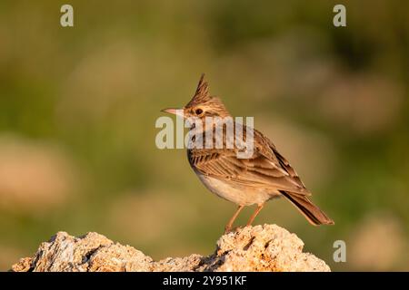 Crested Lark maschio nella roccia. copia spazio. Foto Stock