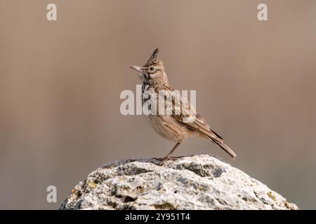 Crested Lark maschio nella roccia. copia spazio. Foto Stock