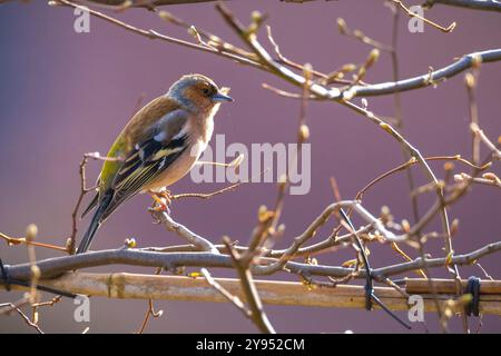 Primo piano di un maschio zaffinch, Fringilla coelebs, cantando su un albero in una foresta verde. Foto Stock