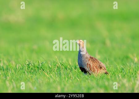 Primo piano di una pergamena grigia, perdix perdix, foraggiamento e corsa in un prato verde. Foto Stock