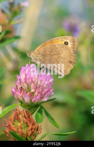 Primo piano vista di lato di un prato farfalla marrone Maniola jurtina nettare di alimentazione Foto Stock