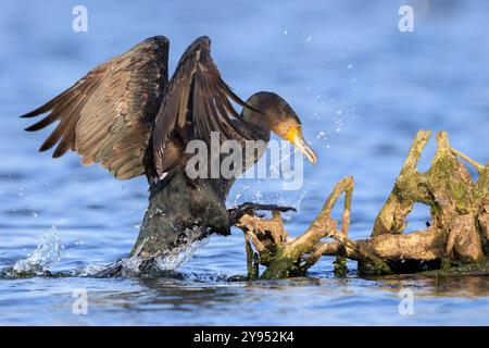 L'uccello cormorano nero, Phalacrocorax carbo, lascia asciugare le ali al sole. Questo è il comportamento caratteristico di un cormorano. Foto Stock