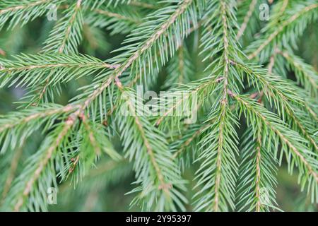 Primo piano del ramo dell'abete rosso con aghi affilati e densamente compatti. Aghi verdi vibranti rami marroni sottili, per una texture lussureggiante e dettagliata Foto Stock