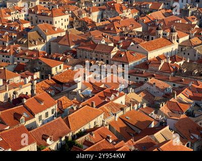 Guardando in basso sui tetti piastrellati della città vecchia di Dubrovnik. Vista dalle mura della città verso Stradun (Place) in prima serata. Dubrovnik, Croazia Foto Stock