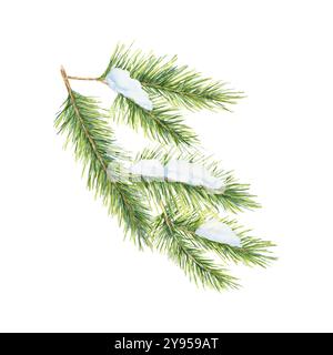 Un ramo di abete rosso verde con spessi aghi, ricoperto di neve. Abete, cedro, ramoscello di pino. Clipart isolato perfetto per articoli a tema natalizio, biglietti di Natale o decorazioni invernali Foto Stock