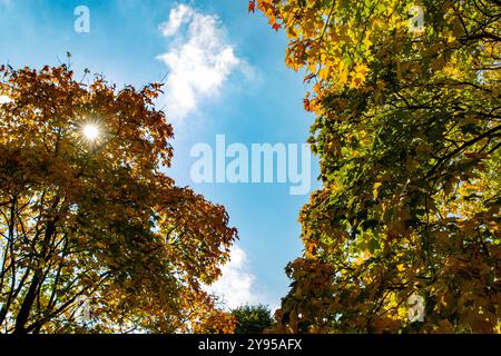 Una vibrante scena autunnale con alberi con foglie arancioni e verdi su un cielo blu brillante. Il sole sbircia attraverso i rami, creando un caldo glo Foto Stock