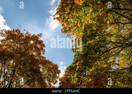 Una vibrante scena autunnale con alberi con foglie arancioni e verdi su un cielo blu brillante. La luce del sole sbircia attraverso i rami, creando una guerra Foto Stock