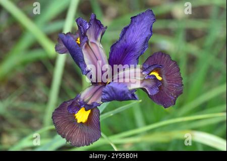 Insolito fiore primaverile viola e giallo di Iris siberiano, Iris sibirica Tiger Eye nel giardino britannico maggio Foto Stock