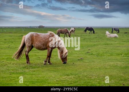 Cavalli islandesi che pascolano in una giornata ventosa nella splendida campagna islandese: Una mandria tranquilla di pony islandesi nel loro habitat naturale, un vero e proprio Foto Stock