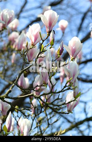 Magnolia x soulangeana "Speciosa", Magnoliaceae. Giappone, Asia... Foto Stock