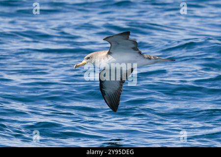 L'acqua corta di un Cory, Calonectris borealis, che si innalza in basso sulle onde. Foto Stock