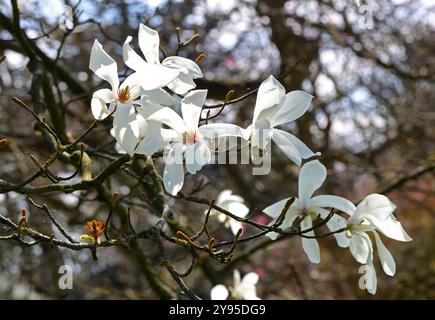 Magnolia a foglia salice, Magnolia salicifolia, Magnoliaceae. Giappone, Asia. Foto Stock