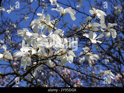 Magnolia a foglia salice, Magnolia salicifolia, Magnoliaceae. Giappone, Asia. Foto Stock