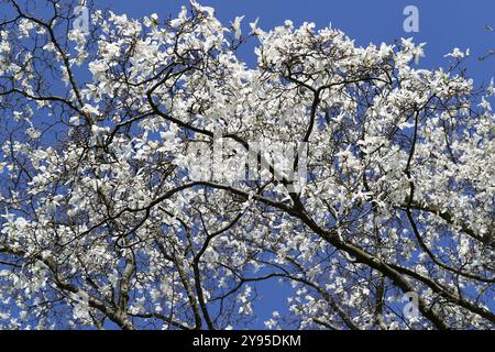 Magnolia a foglia salice, Magnolia salicifolia, Magnoliaceae. Giappone, Asia. Foto Stock