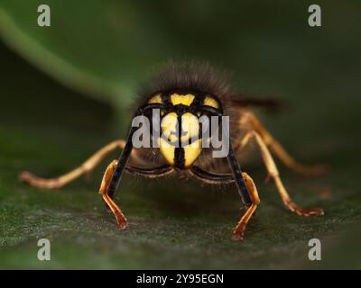 Vespula vulgaris, una vespa comune, con le gambe anteriori agganciate intorno alle antenne. La vespa è molto dettagliata e si distingue sullo sfondo verde. Foto Stock