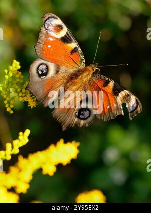 Berlino, Germania. 20 agosto 2024. 20.08.2024, Berlino. Una farfalla pavone (Aglais io/ Inachis io, Nymphalis io) è seduta su una fioritura. La farfalla con gli schemi oculari ha una parte mancante nell'ala destra. Credito: Wolfram Steinberg/dpa credito: Wolfram Steinberg/dpa/Alamy Live News Foto Stock