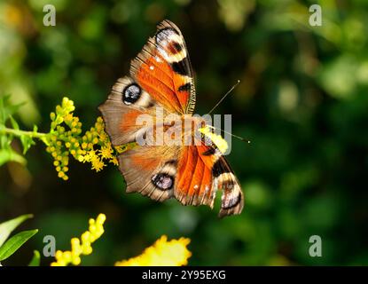 Berlino, Germania. 20 agosto 2024. 20.08.2024, Berlino. Una farfalla pavone (Aglais io/ Inachis io, Nymphalis io) è seduta su una fioritura. La farfalla con gli schemi oculari ha una parte mancante nell'ala destra. Credito: Wolfram Steinberg/dpa credito: Wolfram Steinberg/dpa/Alamy Live News Foto Stock