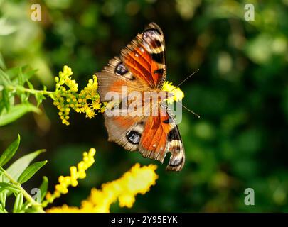 Berlino, Germania. 20 agosto 2024. 20.08.2024, Berlino. Una farfalla pavone (Aglais io/ Inachis io, Nymphalis io) è seduta su una fioritura. La farfalla con gli schemi oculari ha una parte mancante nell'ala destra. Credito: Wolfram Steinberg/dpa credito: Wolfram Steinberg/dpa/Alamy Live News Foto Stock