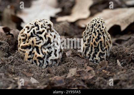 Morchella vulgaris fungo per terra. Funghi selvatici grigi-bruni nella foresta decidua. Foto Stock