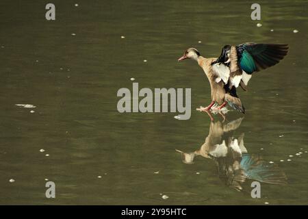 Un'anatra sta volando sopra un corpo d'acqua. L'acqua è verde e calma. L'anatra si trova al centro dell'acqua e il suo riflesso può essere visto nel wate Foto Stock
