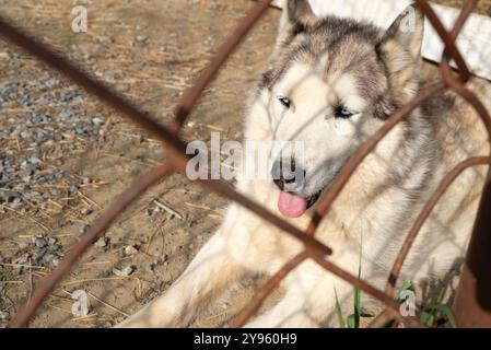 Il cane husky giace in una gabbia sotto il sole. Foto Stock