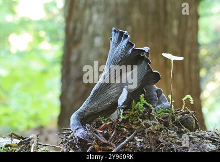 Polyozellus multiplex, chiamato anche canterella blu o canterrella nera, cresce nella vecchia foresta delle Cascate dell'Oregon vicino a Marion Fo Foto Stock