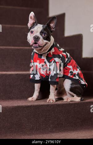 Una mascotte Boston Terrier che indossa un canino rosso, nero e bianco camuffato Foto Stock