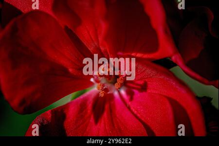 Placentia, California, Stati Uniti. 8 ottobre 2024. Un geranio cattura la luce del mattino. Il giardino della casa di photographerÃs mostra colori brillanti ed è pieno di vita all'inizio di ottobre. L'autunno arriva nei giardini periferici di Orange County, California, con temperature calde e notti fresche. (Credit Image: © Bruce Chambers/ZUMA Press Wire) SOLO PER USO EDITORIALE! Non per USO commerciale! Foto Stock