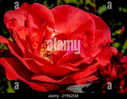 Placentia, California, Stati Uniti. 8 ottobre 2024. Il giardino della casa del fotografo mostra colori brillanti ed è pieno di vita all'inizio di ottobre. L'autunno arriva nei giardini periferici di Orange County, California, con temperature calde e notti fresche. (Credit Image: © Bruce Chambers/ZUMA Press Wire) SOLO PER USO EDITORIALE! Non per USO commerciale! Foto Stock