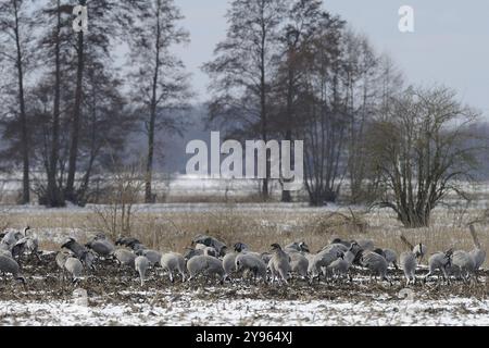 Gru (grus grus) che poggiano sulla loro migrazione verso sud mentre foraggiano in un campo di granturco raccolto su neve leggera, Renania settentrionale-Vestfalia, Germania, EUR Foto Stock