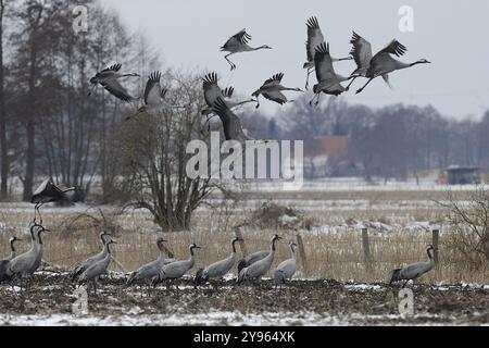 Gru (grus grus) che poggiano sulla loro migrazione verso sud mentre foraggiano in un campo di granturco raccolto su neve leggera, Renania settentrionale-Vestfalia, Germania, EUR Foto Stock