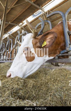 Una mucca mangia il fieno proveniente da una vaschetta metallica nel fienile, primo piano della testa e delle corna, Haselstaller Hof, Gechingen, Foresta Nera, Germania, Europa Foto Stock