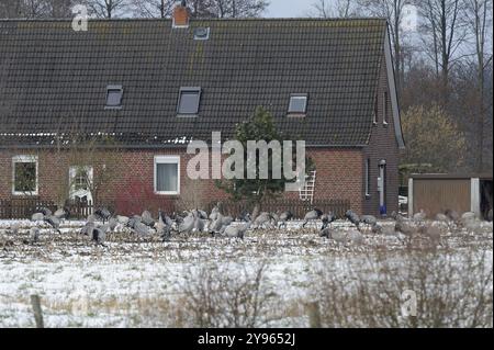 Gru (grus grus) che poggiano sulla loro migrazione verso sud mentre foraggiano in un campo di granturco raccolto su neve leggera, Renania settentrionale-Vestfalia, Germania, EUR Foto Stock