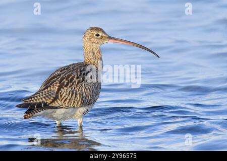 Curlew eurasiatica, Curlew eurasiatica (Numenius arquata) che si forgia nelle acque poco profonde del Mar Baltico, fauna selvatica, uccelli acquatici, costa del Mar Baltico, Fehmarn i Foto Stock